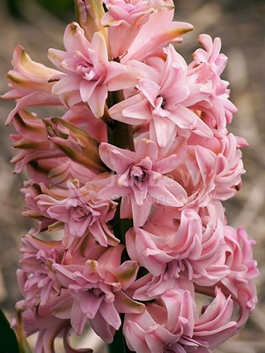 HYACINT plnokvetý ružový15/16, 50 ks